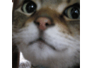 nekoyakan 的头像