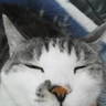 yayoi13's profile picture