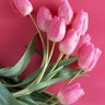 Profilbild von tulip_7