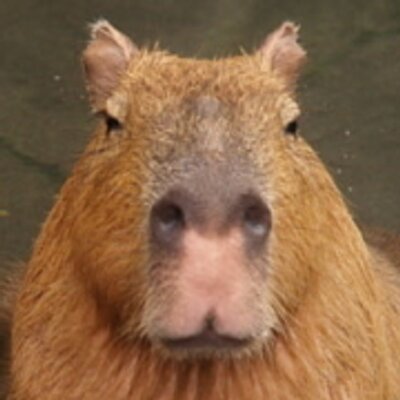 capybarahp's profile picture