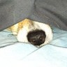 Simon Canning's profile picture