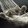 Pasci100's profile picture