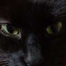 猫ッパチ's profile picture
