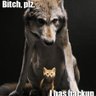 Profilbild von Arctic Kitten