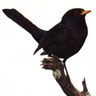 Willem de Retwietert's profile picture