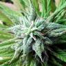 g0dsgreen profil fotoğrafı