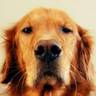Teyotl's profile picture