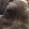 Thor Thunderdog 的头像