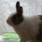 かめこ's profile picture