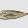 Фото профиля Limp Anchovie