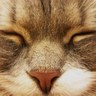 鬼灯水月's profile picture
