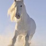 ansam's profile picture