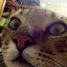 Profilbild von Leon