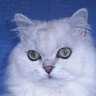 Profilbild von 猫座布団