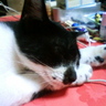 Profilbild von ねこごろう