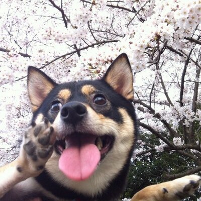 y_ayano0608's profile picture