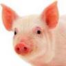 VVSHEVA's profile picture