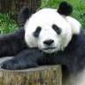 Фото профиля Rogue Panda on Rampage