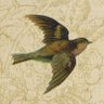 The Darting Sparrow's profile picture