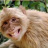 Фото профиля 1 Happy Monkey