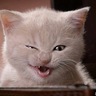 ElGatoBlanko's profile picture