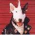 English BullTerrier Appreciator 的头像