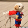 Фото профиля Fly little doggie