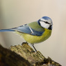 BekirEsenboga profil fotoğrafı