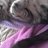 Cat Lee Roy profil fotoğrafı