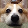 とろにゃん's profile picture