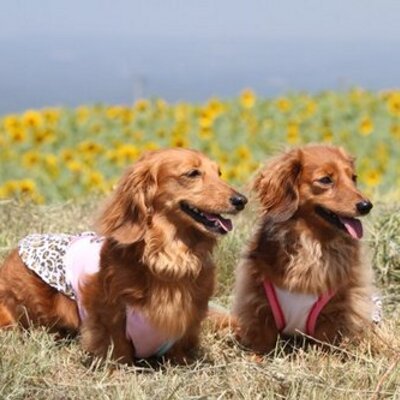 hamax0727's profile picture