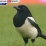 Profilbild von NewcastleUtd1982