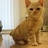 みみchan profil fotoğrafı