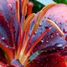 redlilly 的头像