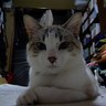 うちこ profil fotoğrafı