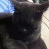 Kitty Cartwheel profil fotoğrafı