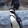 さとし 的头像