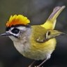 AA profil fotoğrafı