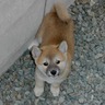 ミック博士★6.21昭和プロレス復活祭 的头像