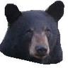 Baerwitness's profile picture