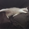 trome's profile picture