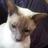Profilbild von Sir Leon Catt