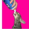Laurie Eckhart's profile picture