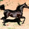 Caren Frech's profile picture