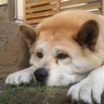 Ryo⚡🐻⚡🐹⚡ profil fotoğrafı
