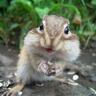Profilbild von シマリス