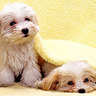 Фото профиля ♥iamapoodle©