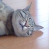 Wadama〜 的头像