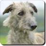 Lurcher's profile picture