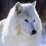 LOBOMUR's profile picture